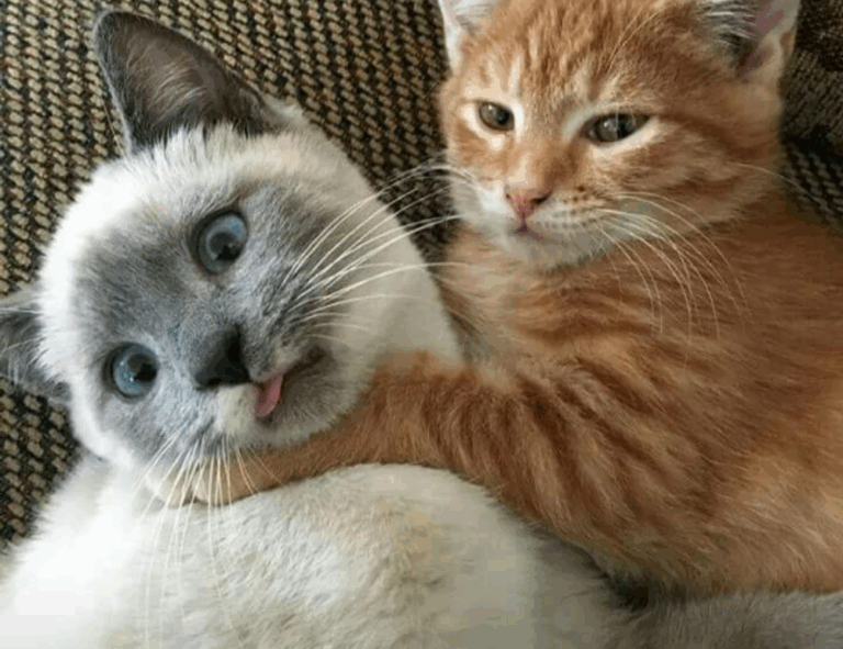 best updates buzzardcoding