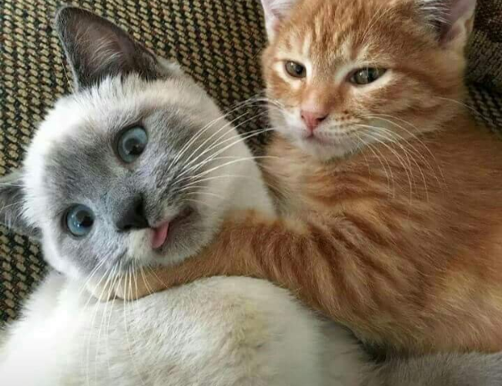 best updates buzzardcoding