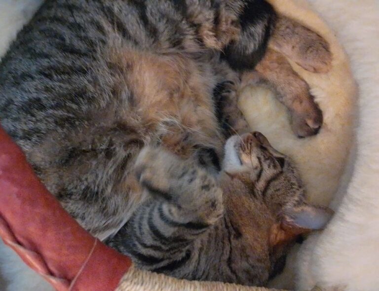 can too much gaming overdertoza cause anxiety