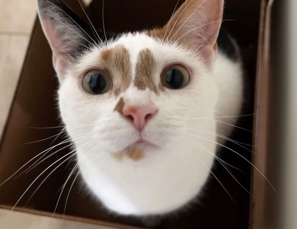 code advice buzzardcoding