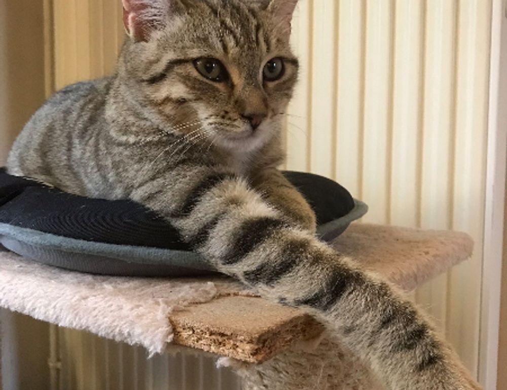 how can i play honzava5 online games free