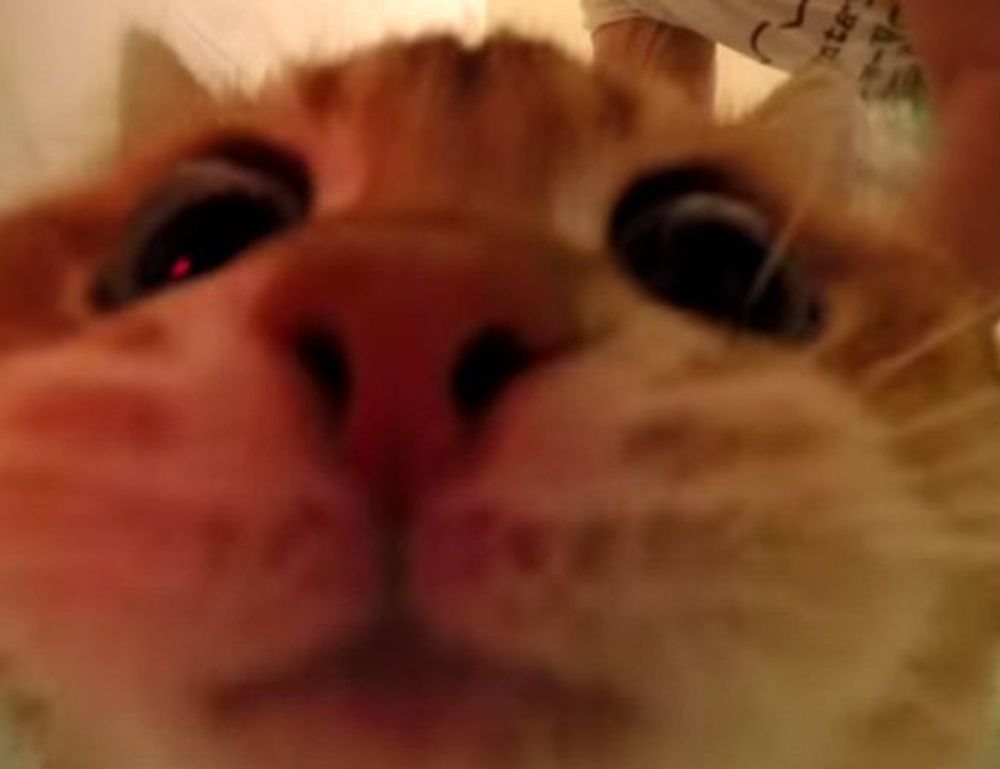 how pregnant women avoid cozotaijin