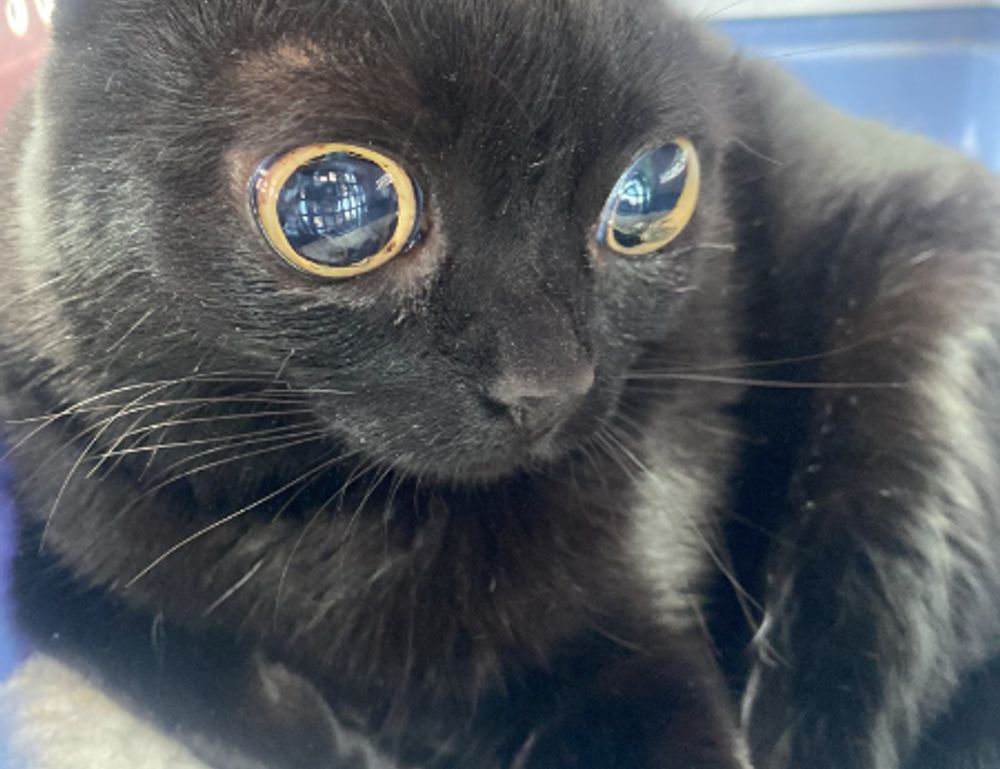 is higossis brush good for concealer