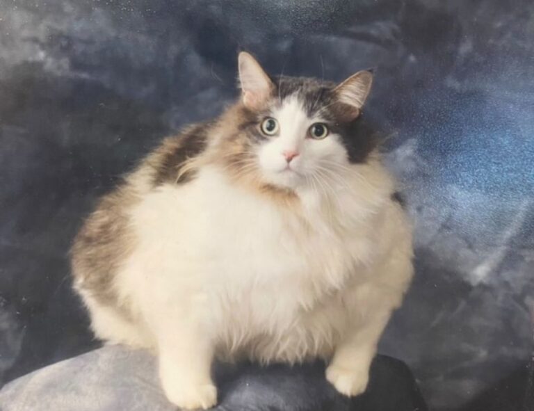 is honzava5 game good for students