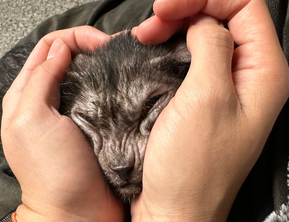 is honzava5 game good for students