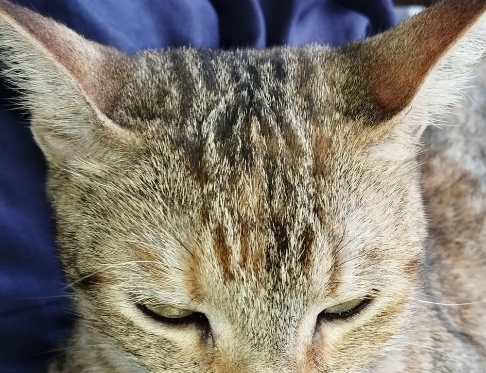 shotscribus software