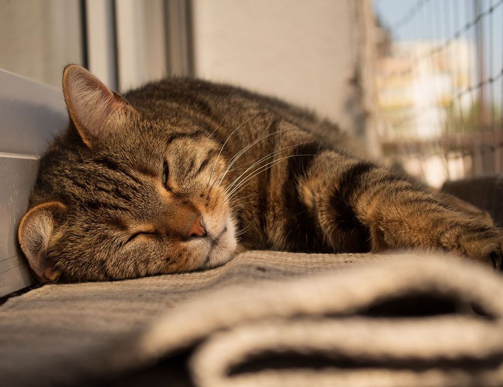 what is vastaywar forum