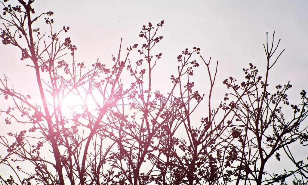 what is vastaywar forum