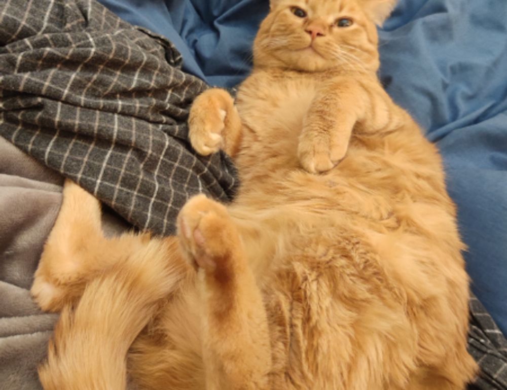 why software 5ah9.6max0 python fails