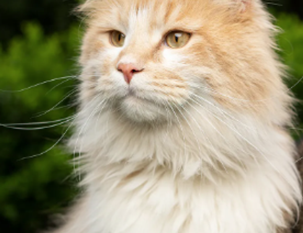 why software 5ah9.6max0 python fails