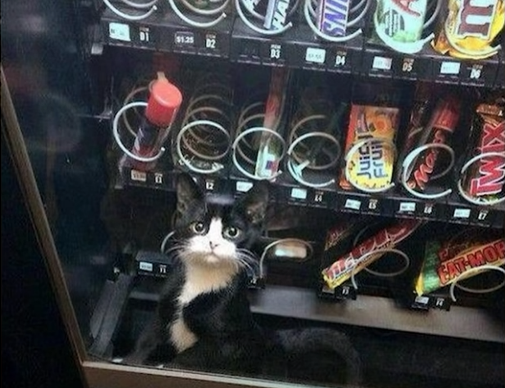 genboostermark software