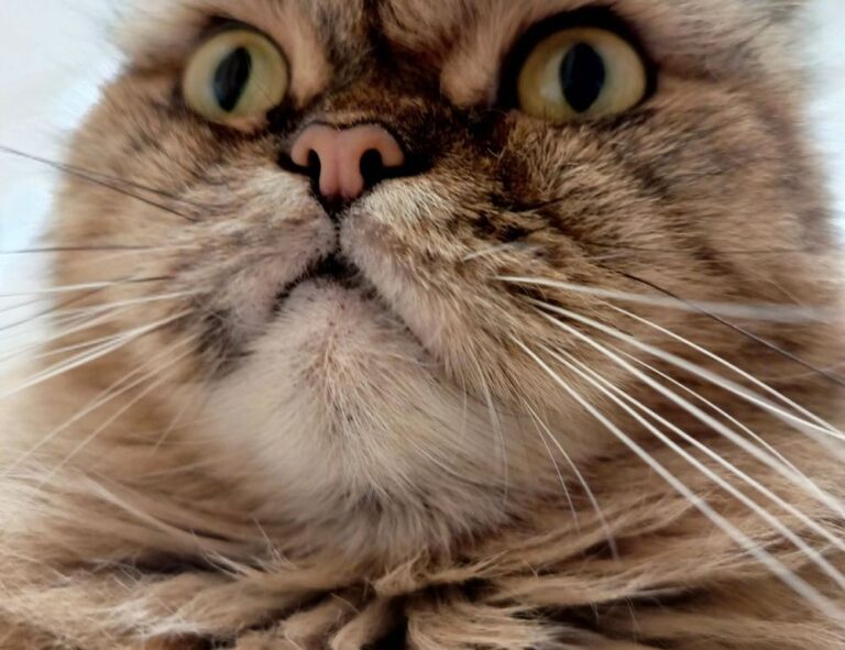 why can't i run my genboostermark code