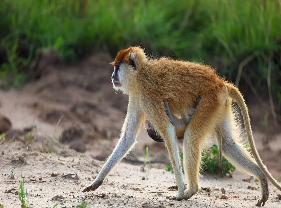 Caring for Your Monkey in Infinity Craft