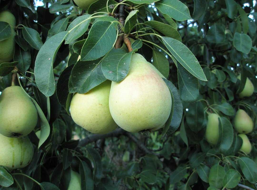 rosa peral wiki