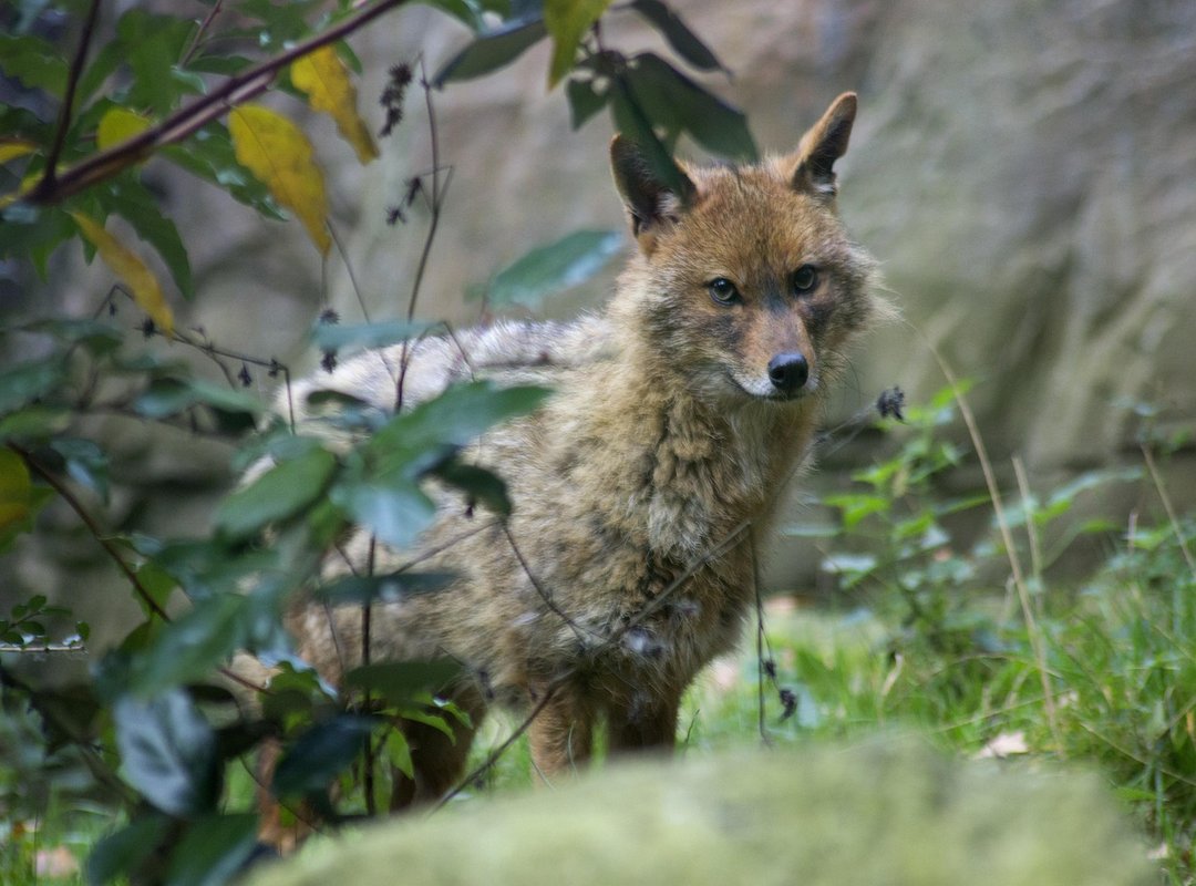 Top Alternatives to Use While You Wait